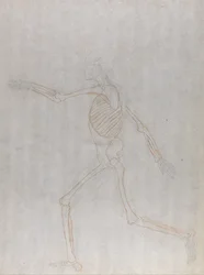 Eine vergleichende anatomische Darstellung der Struktur des menschlichen Körpers mit der eines Tigers und eines Co...